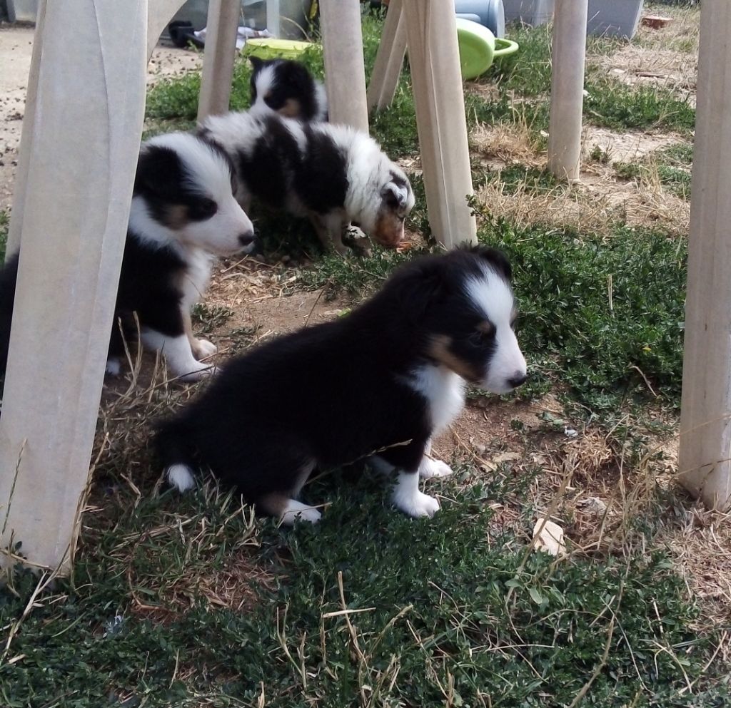 Du Baron Cabochon - Shetland Sheepdog - Portée née le 18/07/2019