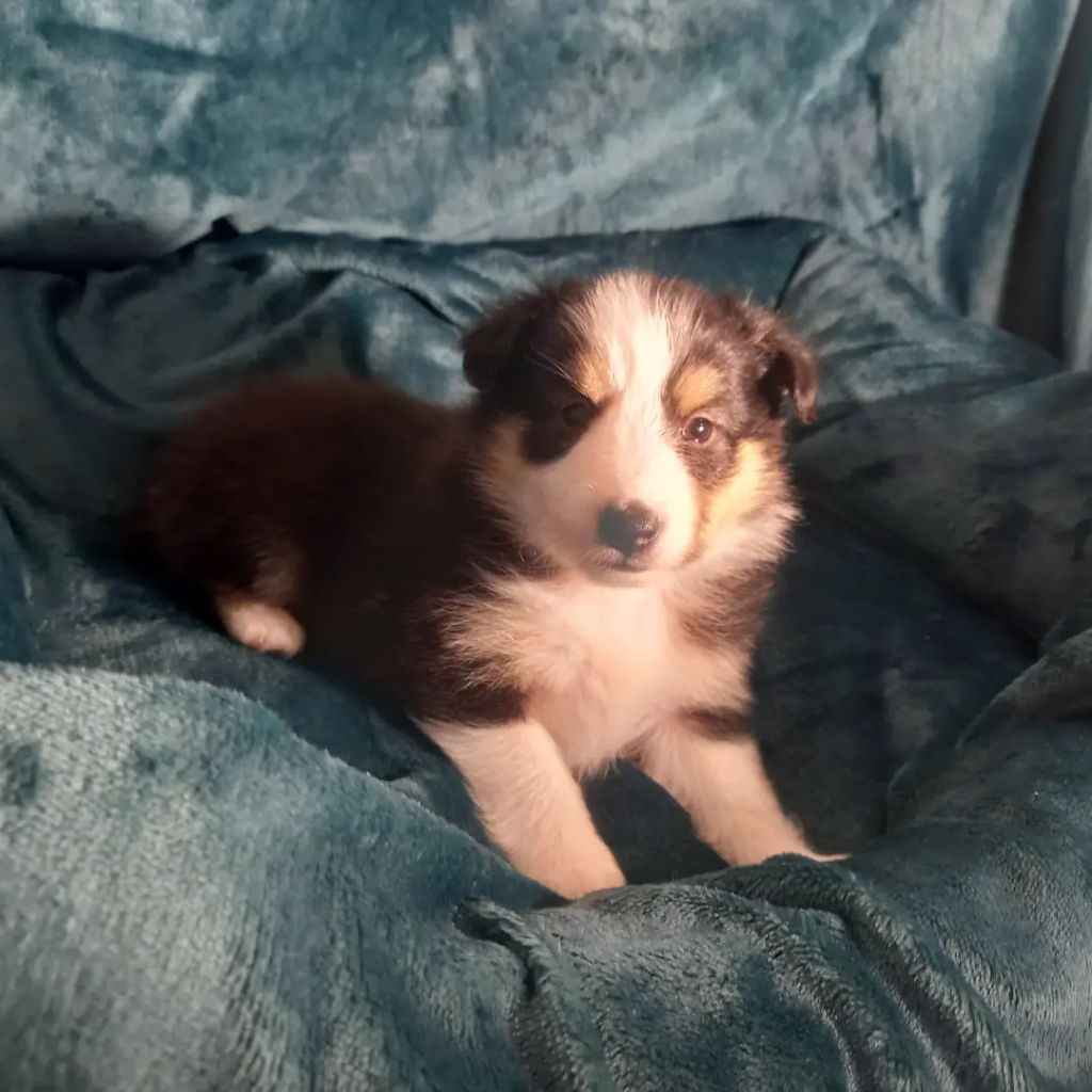 Du Baron Cabochon - Shetland Sheepdog - Portée née le 30/12/2021